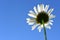 An oxeye daisy looking towards the sky