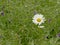 Oxeye daisyflower in a wild field