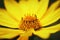 Oxeye Sunflower CloseUp