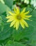 Oxeye Sunflower â€“ Heliopsis helianthoides