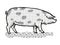 Oxford Sandy and Black Pig Breed Cartoon Retro Drawing