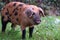 Oxford Sandy and Black pig during traditional pannage in the New Forest, Hampshire, UK.