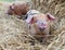 Oxford and Sandy Black Piglets in straw