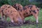 Oxford Sandy and Black pigs in the New Forest, Hampshire UK rooting for acorns during the traditional pannage season in autumn.