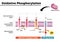 Oxidative phosphorylation process. Electron transport chain.