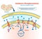 Oxidative phosphorylation vector illustration. Labeled metabolism scheme.