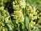 Oxlip, Primula elatior, blooming