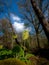 Oxlips in a woodland glade against a spring sky