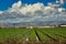 Oxnard farmland California
