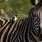 Oxpecker along for the ride