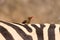 Oxpecker bird on zebra back