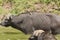 Oxpecker on a Cape Buffalo