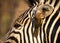 Oxpecker on the ear of a zebra