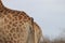 Oxpecker sitting on Giraffe