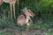 Oxpecker sitting on impala