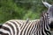 An oxpecker on a zebra in Nakuru National Park in Kenya