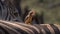 Oxpecker on zebra in South Africa