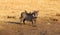 Oxpeckers sitting on a warthog, Namibia