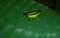 Oxya or rice grasshopper on a banana leaf