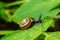 Oxychilus alliarius , commonly known as the garlic snail or garlic glass-snail