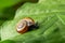 Oxychilus draparnaudi snail, blue body, on a green leaf. macro