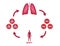 Oxygen and red blood cell , gas exchange vector . anatomy concept / lung and body