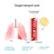 Oxygen transport cycle. Gas exchange in the lung