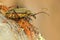 Oxymirus cursor beetle in the nature green forest habitat, sitting on the brown larch, Czech republic, longhorn beetle. Beautiful