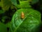 Oxyopes salticus, commonly known as the striped lynx spider