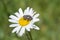 Oxythyrea funesta on chamomile,Spring beetle Flower chafer on the flower eats pollen