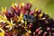 Oxythyrea sp , flower chafer beetle
