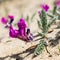 Oxytropis pink on sand in the wild. Oxytropis pink on sand in the wild Solnechnyy day.