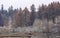 Oyster Bay Trees Along The Shore On A Gloomy Winter Day