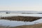 Oyster beds at the coast of Samish Bay, WA, USA