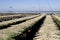 Oyster beds at Ronce les Bains