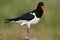 Oyster-catcher