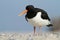 Oyster-catcher