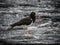 An oyster catcher, Fernandina Island, Galapagos, Ecuador