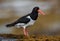 Oyster Catcher Haematopus ostralegus Bird