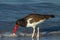 Oyster Catcher with Morning Catch at Fort DeSoto Park, Florida