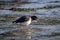 Oyster Catcher walking along the mud