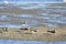 Oyster catchers on sand bar