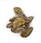 Oyster closed gourmet dining refreshment farms marine freshness healthy seafood kitchen on white background