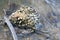 Oyster Covered Rock on the shore of Lake Macquarie Shore and Beach