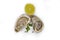 Oyster with dining open fresh ,  expensive  antioxidant refreshment gourmet food salty nutrition white background delicatessen