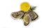 Oyster with dining open , refreshment gourmet food salty nutrition white background delicatessen