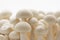 Oyster Enoki Mushrooms