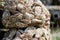 Oyster farm. Lots of nylon nets with spent oyster shells. Selective focus