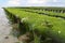 Oyster farm at low tide, Grandcamp-Maisy, France