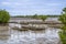 Oyster farm in the mangrove area at low tide